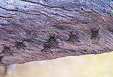 Proboscis Bat New River 2023